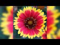 Dadati Raga Mohanam Swaradevata Krithi Kunnakkudi M Balamuralikrishna Open Spotify Com