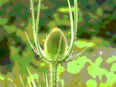 Västkustens Koloniförening 2006