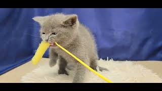 ブリティッシュショートヘアの動画01