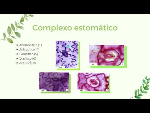 Modelo didático - complexo estomático