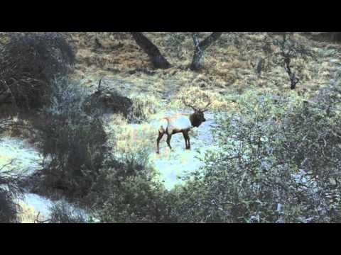 Oak Stone Outfitters - Tule Elk Oak Stone Outfitters - Tule Elk