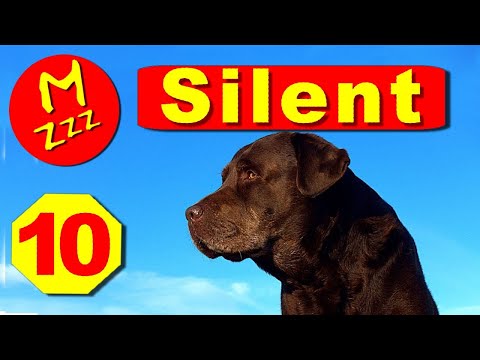 Silent Dog Whistle to Stop Dogs Barking - Random Whistle Sounds Only Dogs Can Hear