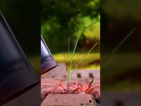 Effortless Weed Control with Our Weed Burner Torch 🌿🔥#WeedBurnerTorch #GardenTools #EcoFriendly