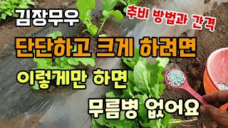 김장무우 크고 단단하고 크게하려면 이렇하시면 무름병 걱정 없어요 무우솎아주기 무우추비방법 및 간격