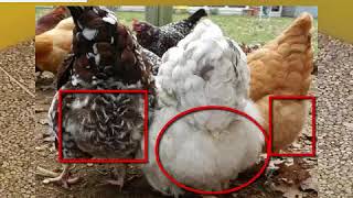 Which of your hen is close to laying-Aap ki kon si