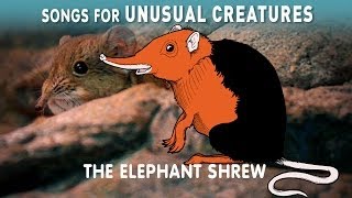 Elephant Shrew | Songs for Unusual Creatures | PBS Digital Studios