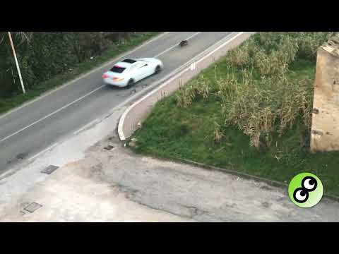 FUORI PORTA WEB - CINGHIALE IN CENTRO ABITATO A GUGLIONESI