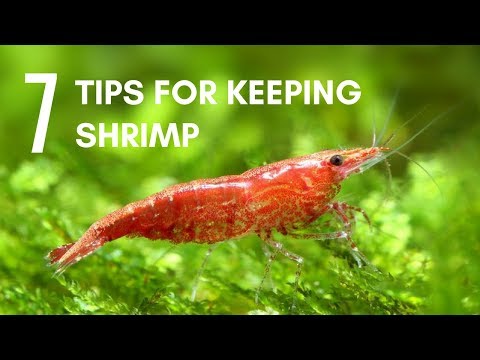 7 Tips for Keeping Shrimp in an Aquarium