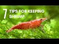 Are Shrimp Good For An Aquarium