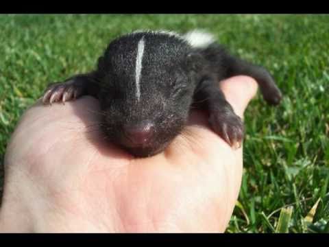 Baby skunk sounds!