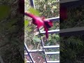 Is Mahangi Shauk Rakhne Wali Duniya Mein Gardening Garden Flowers Plants Kajal Prasad