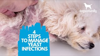 4 Simple Steps to Manage Yeast Infections in Dogs