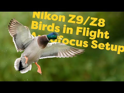Nikon Z9 & Z8: Autofocus for birds in flight (1669)