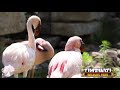 Timbavati Wildlife Park Lesser Flamingos 2019