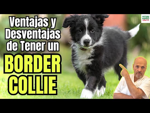 Vídeo relacionado con 3D LiveLife Cuadros lenticulares - Border Collie y oveja de Deluxebase. Arte de pared de animales sin marco A3 sin marco para sala de estar, dormitorio o cocina. Póster único con impresión de perro