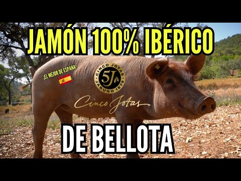 El MEJOR JAMÓN del MUNDO ¿Qué es Jamón 100% IBÉRICO de BELLOTA? Visitamos DEHESAS de 5 JOTAS, España