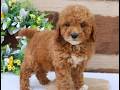 Mini Goldendoodle dogs for sale: Luna  - Video 1