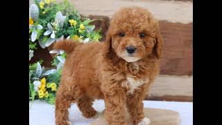 Video preview image #1 Goldendoodle (Miniature) Puppy For Sale in NARVON, PA, USA