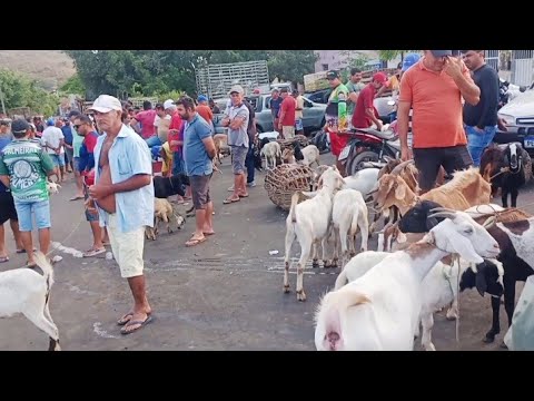 Feira de animais de Umbuzeiro paraíba 22/11/25 #FeiraAnimais