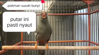 Download lagu pancingan ampuh poksay Mandarin biar nyaut bunyi mp3