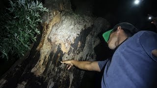 anyone who touches this tree dies in 7 days... (devil tree)