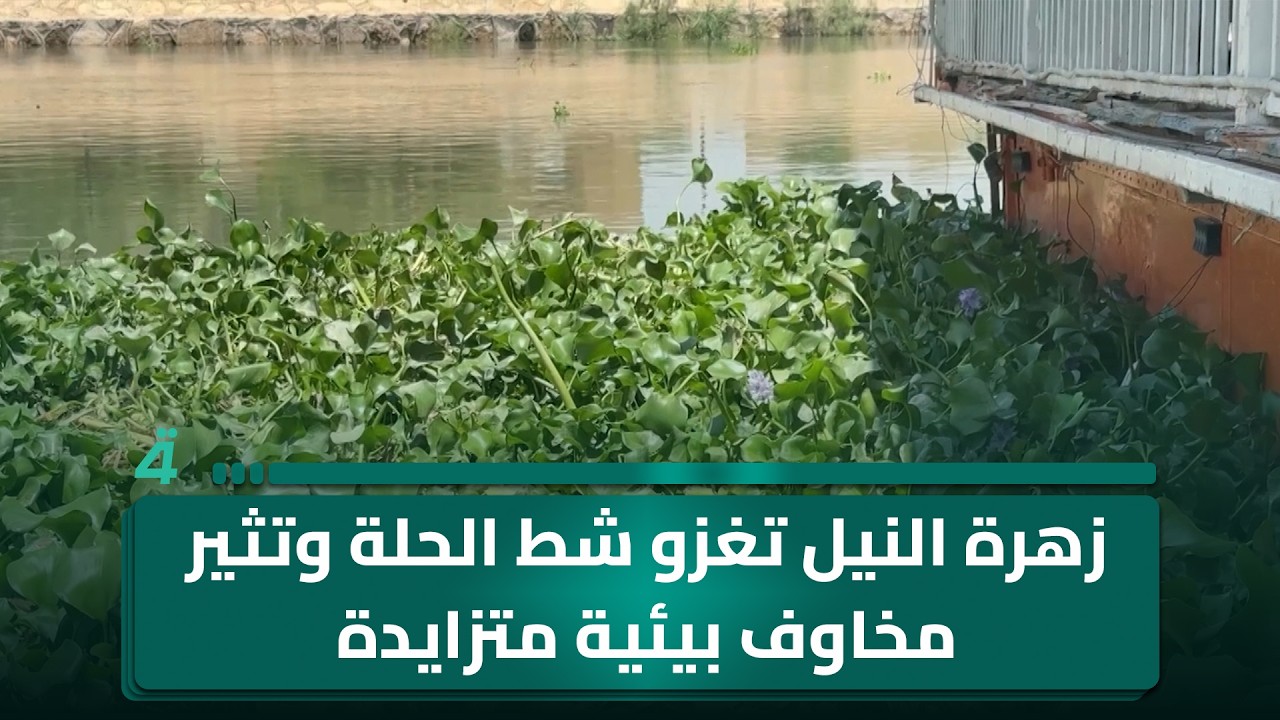 فيديو | زهرة النيل تغزو شط الحلة وتثير مخاوف بيئية متزايدة