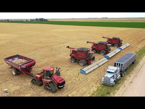 2020 Wheat Harvest near Hugo Colorado