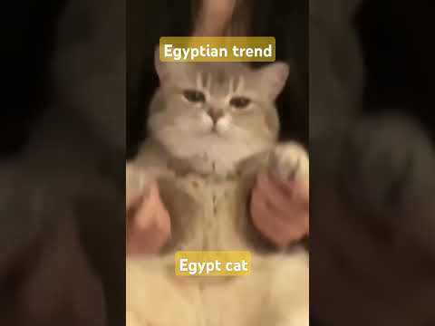 I am from Egypt