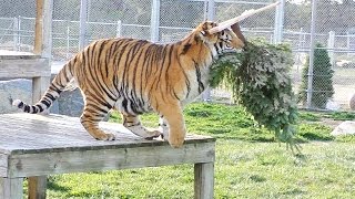 A GRRReat Christmas! Lions Tigers &amp; Bears