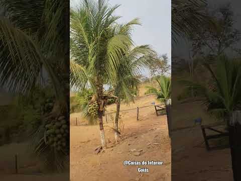 Tempo Nublado hoje no Município de Moiporá-Goiás #goiás #interiordegoias