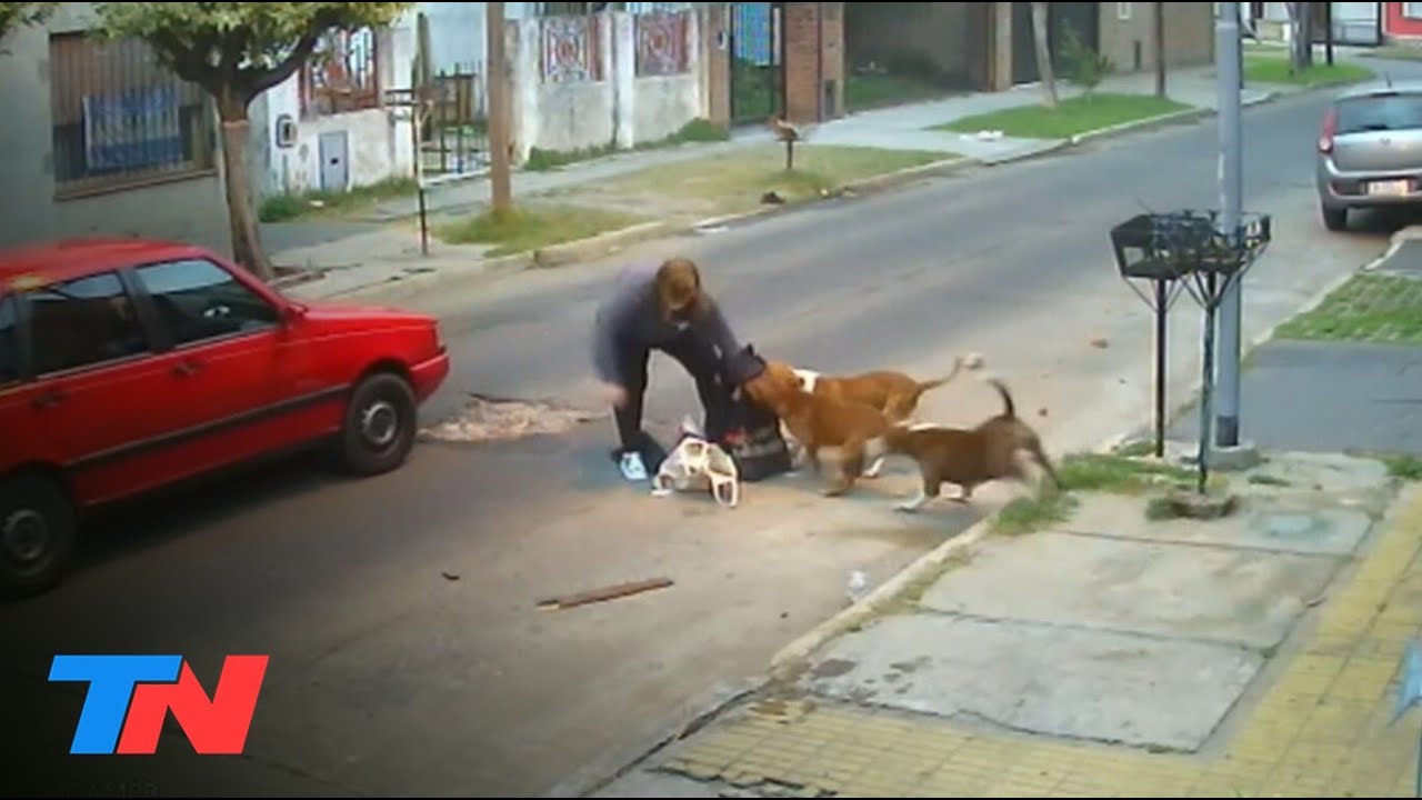Impactantes videos: tres perros sorprendieron y atacaron a una mujer mientras volvía a su casa
