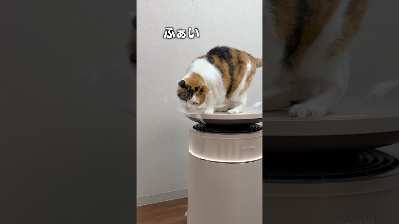 猫のために“空気”ここまでやる時代きた😳