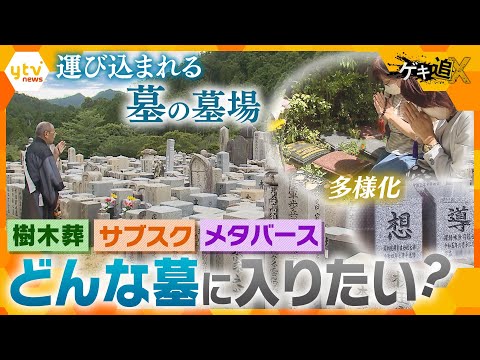 墓地のシクラメン