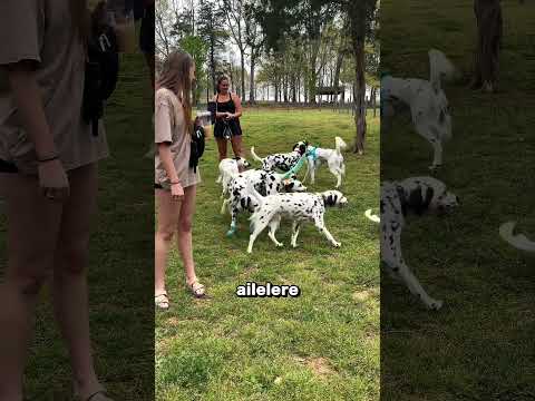 Disney Herkesi Bu Köpekle Kandırdı! 😱