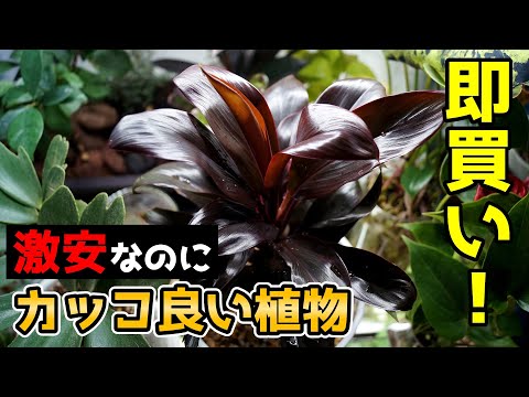 コルディリネ・オーストラリス