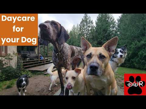 Dog Daycare Guide: Keeping Your Dog Happy, Active & Safe While You’re Away