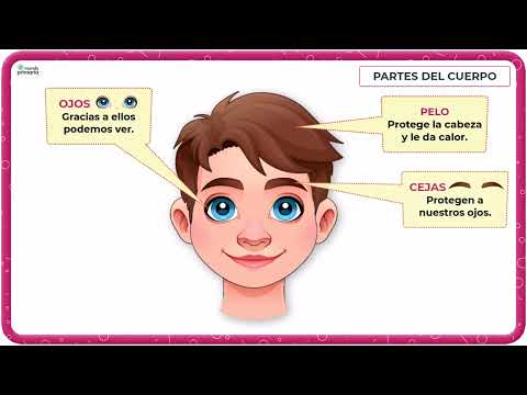 PARTES DEL CUERPO HUMANO: cabeza, tronco y extremidades. | Educación primaria. PRIMERO
