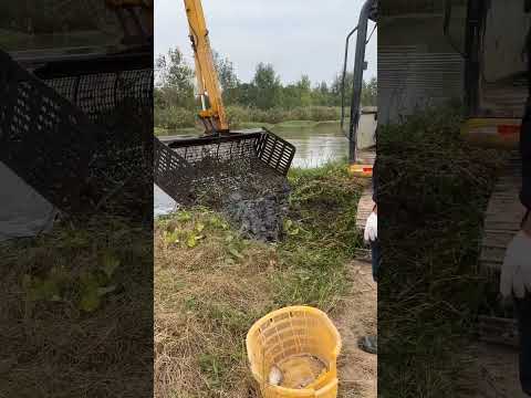 JCB fish 🐠🐟 Hunting in River [173]