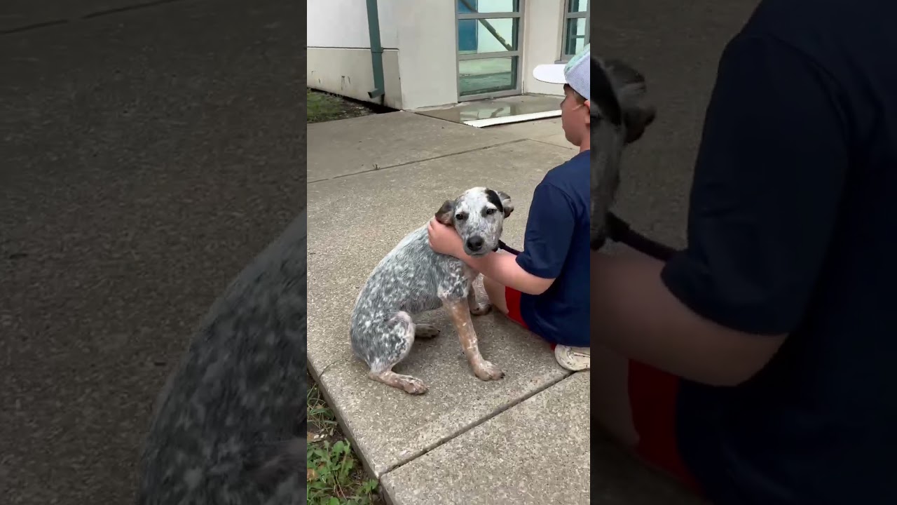Pepper, a ADOPTABLE mixed breed in Kansas City, MO video 5/5