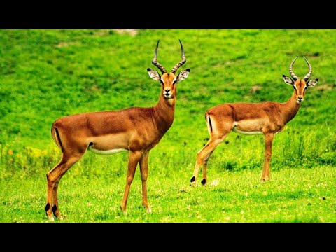 Amazing Scene of Wild Animals In 4K - Scenic Relaxation Film