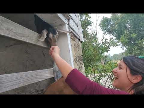 Baby goat bites my finger #animals #shorts