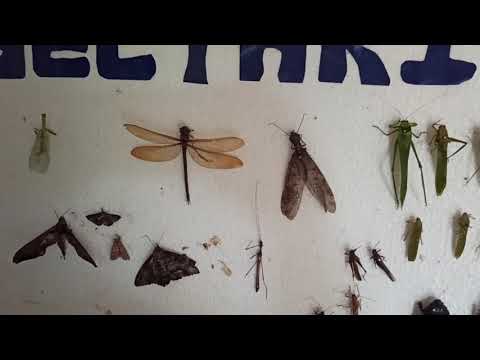 Exposición de insectos INSECTARIO