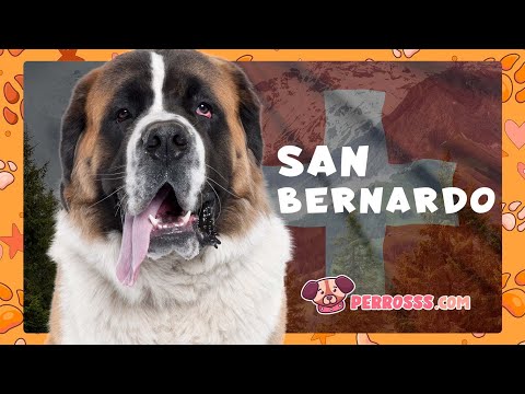 Guía oficial de San Bernardo
