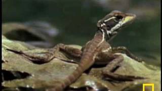 Honey Badger Narrates: The Miracle of the Daffy Jesus Lizard