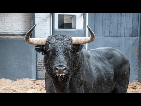 Desembarque de los toros de Palha para el Domingo de Resurrección en Las Ventas