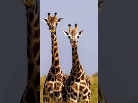 "🦒 A Glimpse into the World of Giraffes! 🌿"Hashtags: #GiraffeLife #WildlifeWonders #SafariAdventures