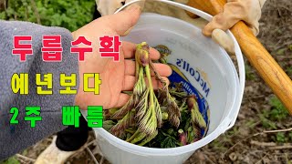 두릅수확-다른 해보다 계절이 2주 빨라요.