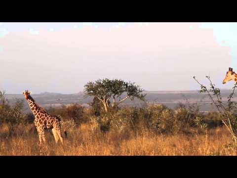Giraffes on the Move