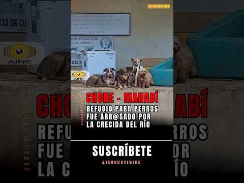 Hasta los perros se quedaron sin refugio por las lluvias  #manabí  #chone  #perros