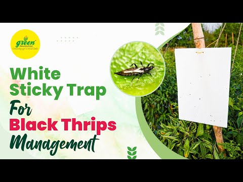 White Sticky Trap